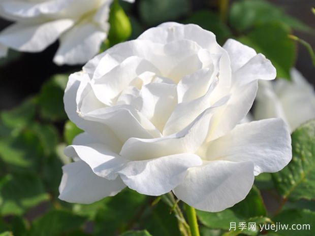冰河月季(图1) 冰河月季(图1)