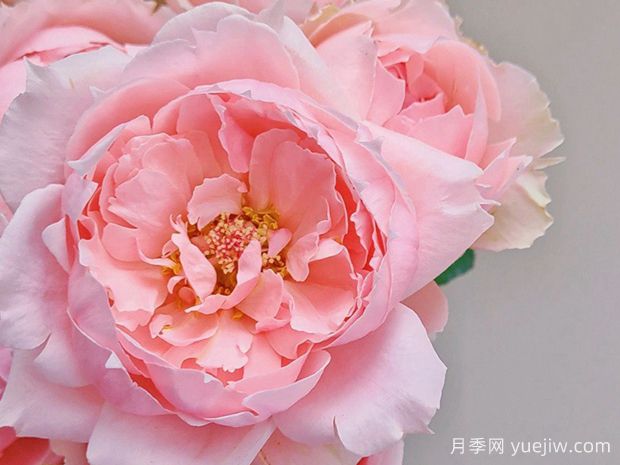 典雅礼服月季/公主礼服月季(图1) 典雅礼服月季/公主礼服月季(图1)