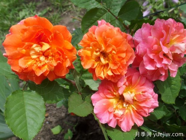 城堡之爱月季(图1) 城堡之爱月季/挚爱酒庄(图1)