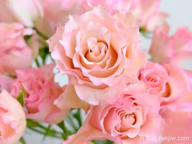 大富翁月季/草稿月季(图1) 大富翁月季/草稿月季(图1)