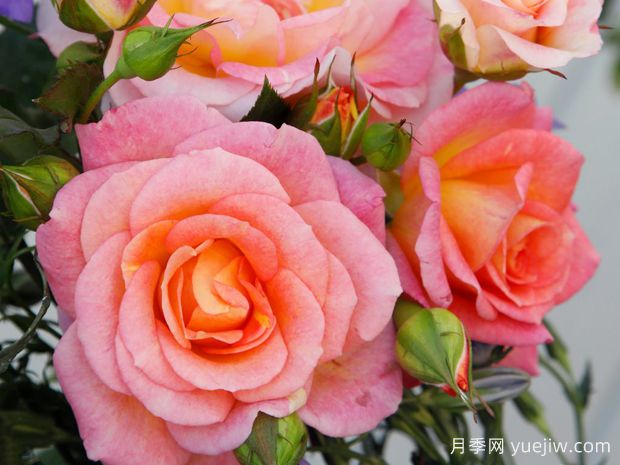 德科拉月季(图1) 德科拉月季(图1)