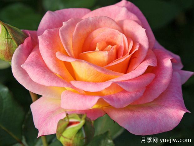 德科拉月季(图2) 德科拉月季(图2)