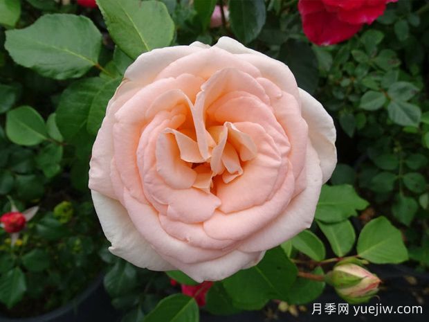 大海月季(图1) 大海月季(图1)