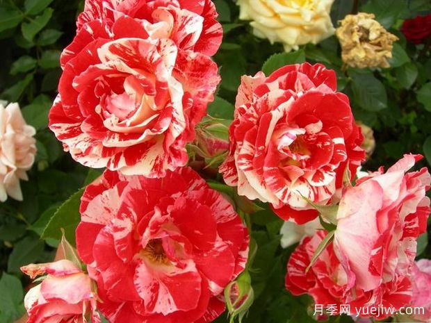 橙色泡沫月季(图1) 橙色泡沫月季(图1)