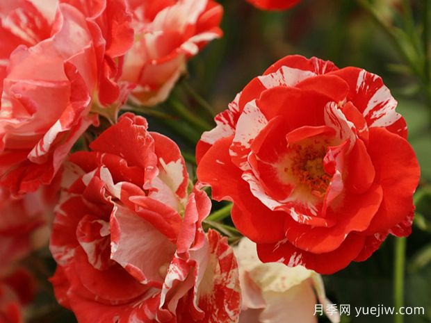 橙色泡沫月季(图2) 橙色泡沫月季(图2)