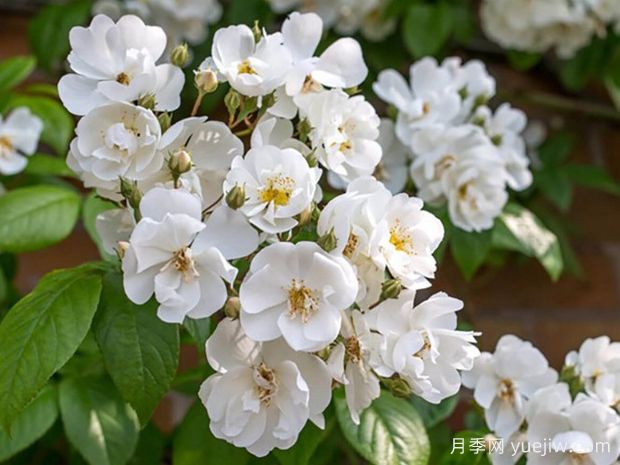 鲍比詹姆斯月季(图1) 鲍比詹姆斯月季(图1)