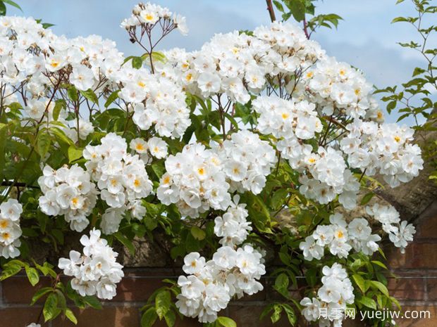 鲍比詹姆斯月季(图2) 鲍比詹姆斯月季(图2)