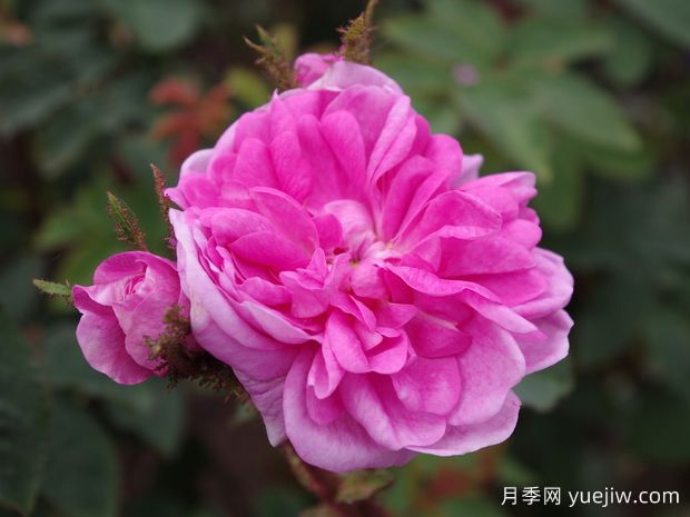 詹姆斯米切尔月季(图1) 詹姆斯米切尔月季(图1)