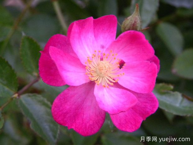 白日梦月季/梦想(图1) 白日梦月季/梦想(图2)