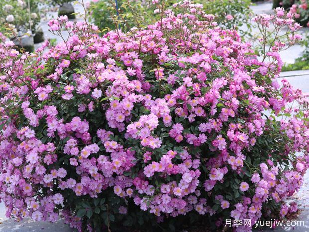 白日梦月季/梦想(图2) 白日梦月季/梦想(图3)