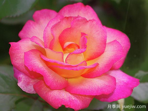 彩虹冰淇淋(图1) 彩虹冰淇淋月季(图1)