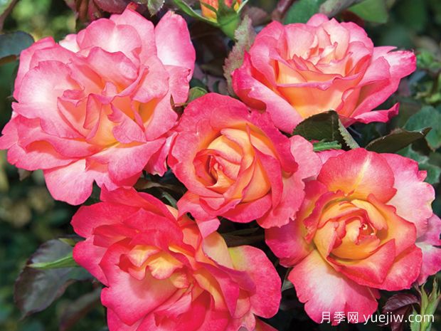 彩虹冰淇淋(图2) 彩虹冰淇淋月季(图2)