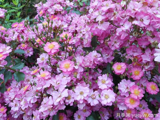 白日梦月季/梦想(图2) 白日梦月季/梦想(图1)