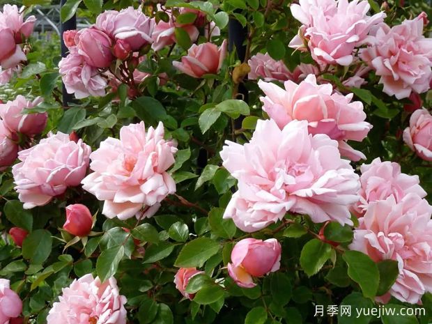 阿尔伯丁月季(图1) 阿尔伯丁月季(图1)
