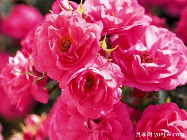 阿尔法玫迪兰月季(图1) 阿尔法玫迪兰月季(图1)