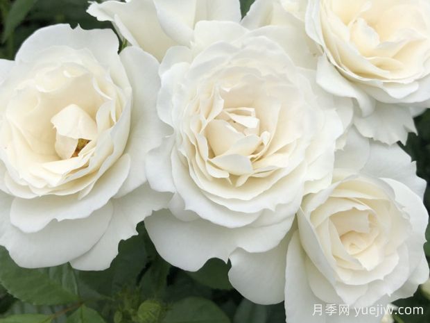 白色绒球月季/白色阳台(图1) 白色绒球月季/白色阳台(图1)