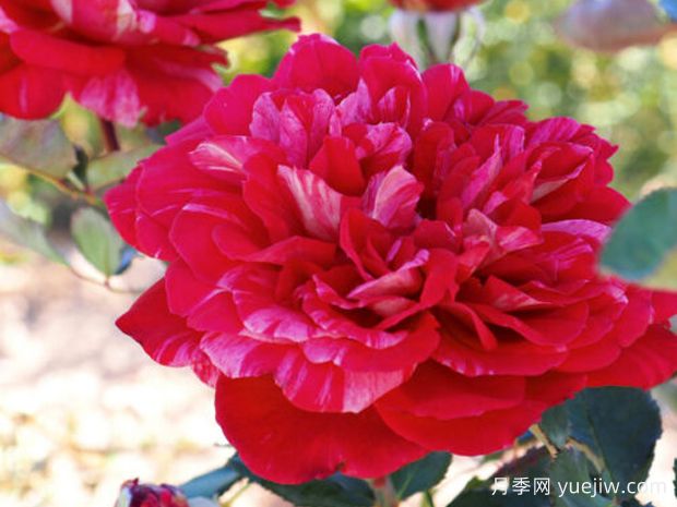 贝尔特莫里索月季(图1) 贝尔特莫里索月季(图1)