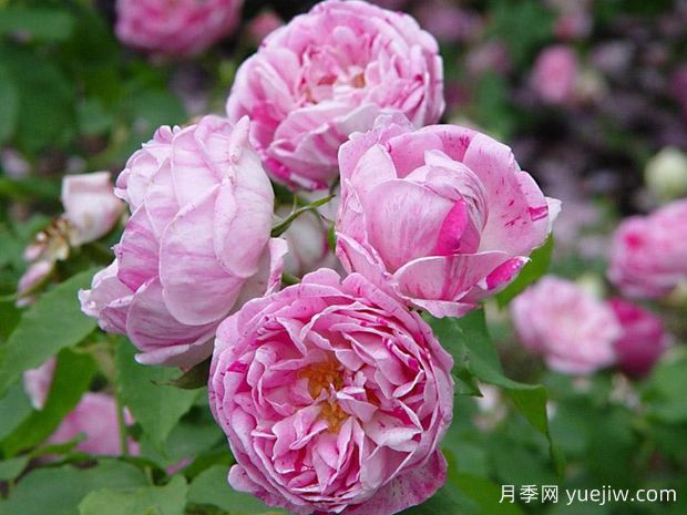 奥诺琳布拉邦月季(图1) 奥诺琳布拉邦月季(图1)