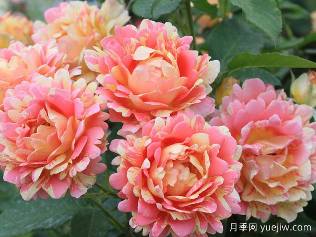 熙笃会之花月季/西多会教士月季(图1)