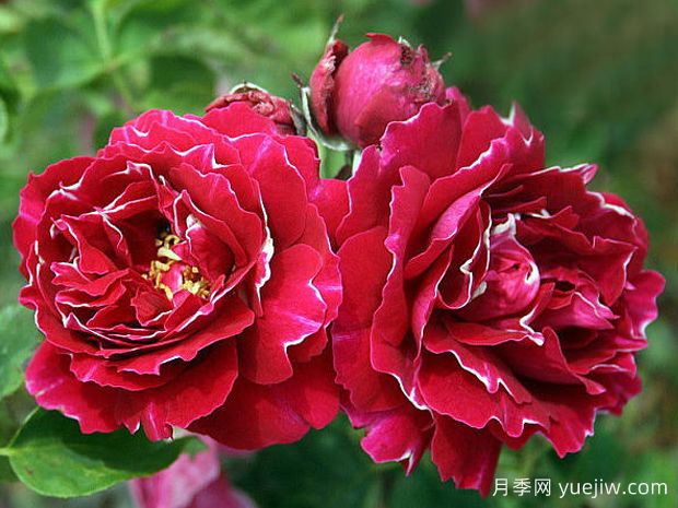 布罗德男爵月季的优缺点是什么？(图1)