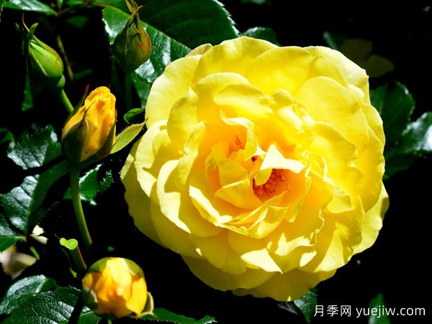 杜卡特月季(图1) 杜卡特月季(图1)