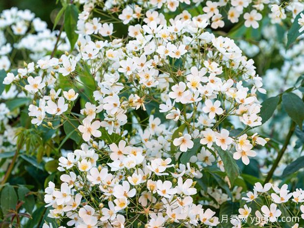 菲利普斯月季(图1) 菲利普斯月季(图1)