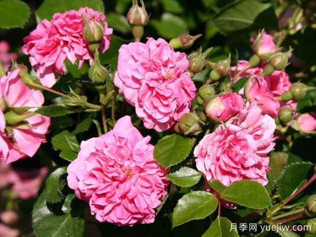 粉红斯娃妮月季/粉红斯瓦尼(图1) 粉红斯娃妮月季/粉红斯瓦尼/粉天鹅(图1)