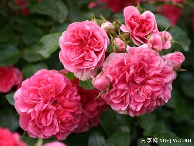 粉红斯娃妮月季/粉红斯瓦尼(图2) 粉红斯娃妮月季/粉红斯瓦尼/粉天鹅(图2)