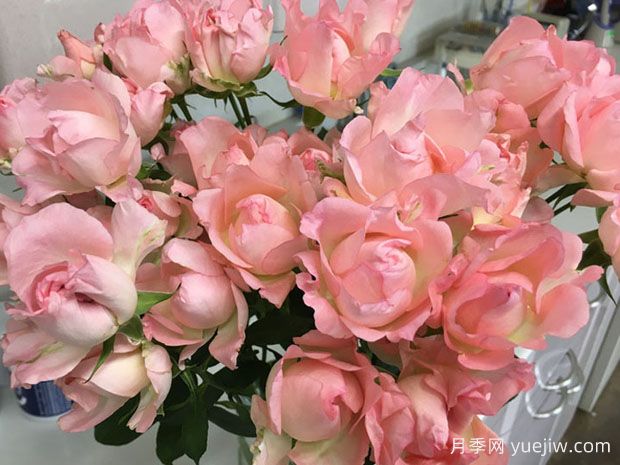 粉色露娜月季(图1) 粉色露娜月季(图1)