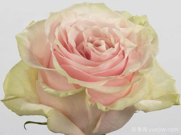 粉色蒙代尔月季/粉色梦迪尔(图1) 粉色蒙代尔月季/粉色梦迪尔(图1)