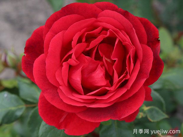 凤尾兰月季(图1) 凤尾兰月季(图1)