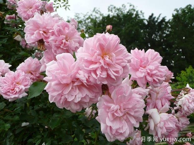 弗朗索瓦月季(图2) 弗朗索瓦月季(图2)