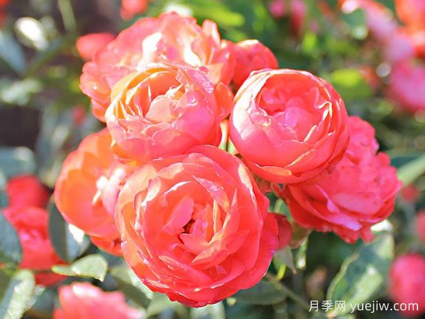 父亲节月季(图1) 父亲节月季(图1)