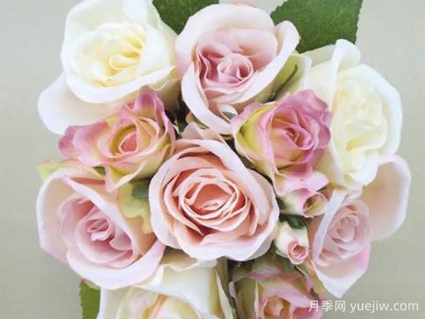 复古丝绸月季(图1) 复古丝绸月季(图1)