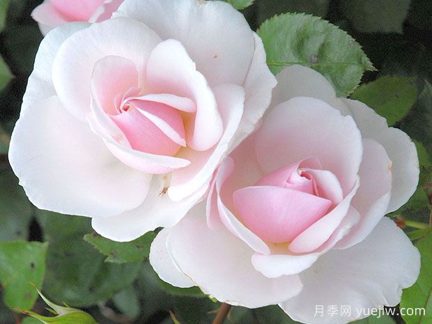 格兰维尔的玫瑰月季(图1) 格兰维尔的玫瑰月季(图1)
