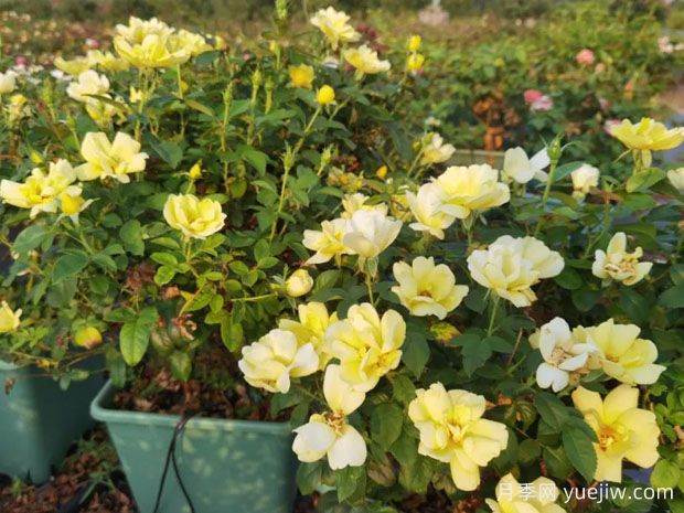 黄色格蕾丝月季(图1) 黄色格蕾丝月季(图1)