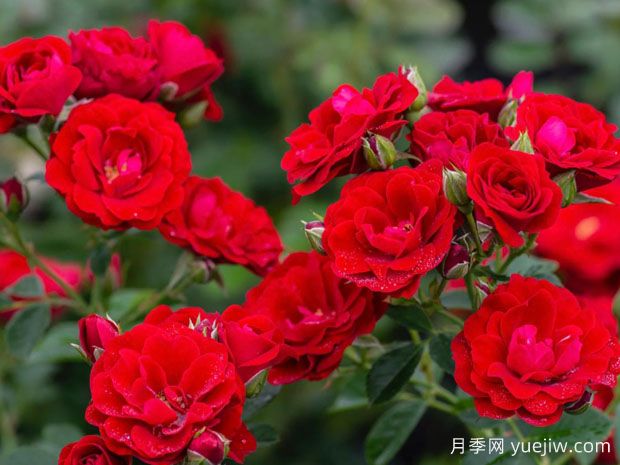 樱桃霜玫迪兰月季(图2) 樱桃霜玫迪兰月季/樱桃冰霜(图2)