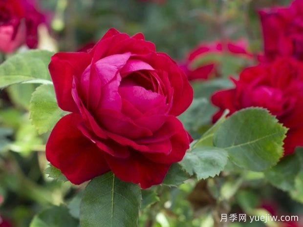 茜雪玫迪兰月季(图1) 茜雪玫迪兰月季(图1)