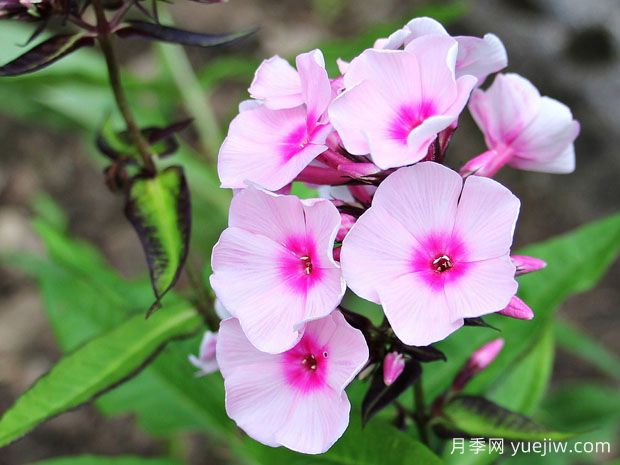 秋播16种草花品种，打造来年花园的绚丽灿烂(图1)