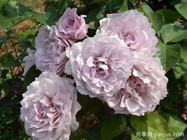 令和风月季/法令之风(图1) 令和风月季/法令之风/冷风(图1)