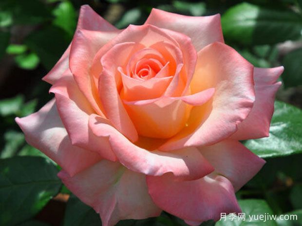 伊哈托夫之风月季/天堂之风(图1) 伊哈托夫之风月季/天堂之风(图1)