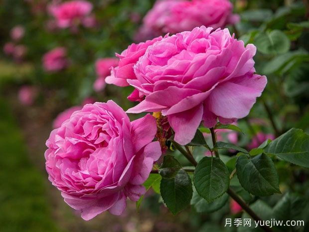 红色锦缎月季/红缎月季(图1) 红色锦缎月季/红缎月季(图1)