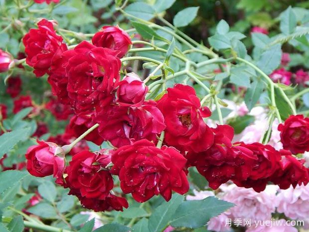 红色瀑布月季/泰国小妹(图2) 红色瀑布月季/泰国小妹(图2)