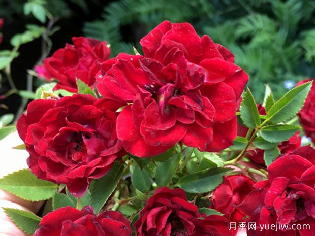 红色瀑布月季/泰国小妹(图1) 红色瀑布月季/泰国小妹(图1)