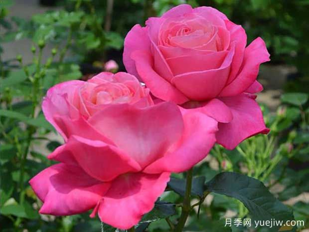 恋结月季(图1) 恋结月季(图1)