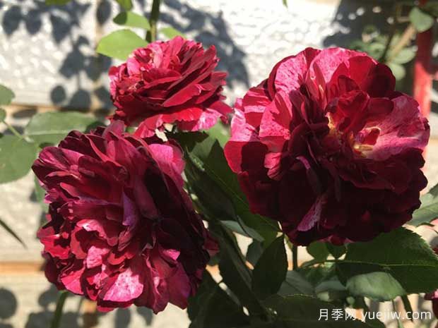 吉普赛女郎月季(图1) 吉普赛女郎月季(图1)