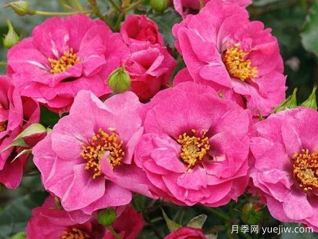 佳米拉月季(图1) 佳米拉月季(图1)