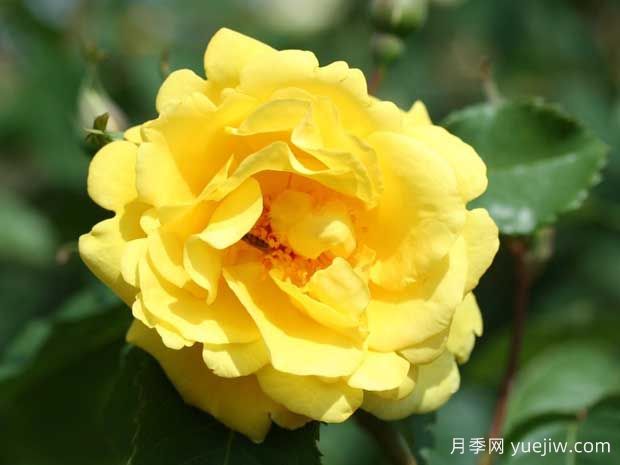 金门月季/金色大门(图2)