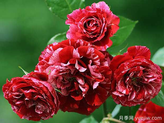 惊鸿月季(图2) 惊鸿月季(图2)