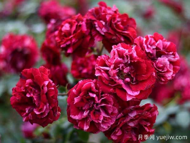 惊鸿月季(图1) 惊鸿月季(图1)